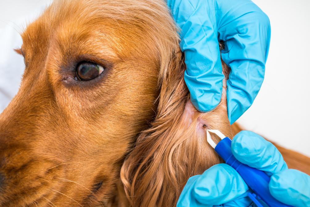 Dogs parasite prevention service