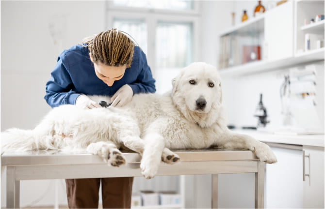 A big white dog is sitting on a table