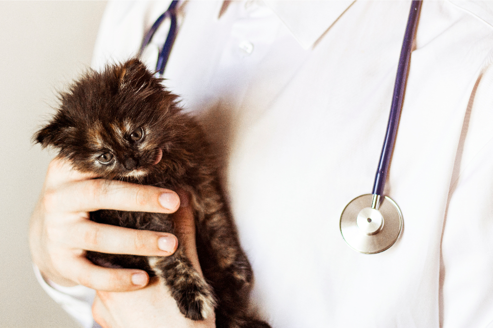 A kitten in the hands of a doctor