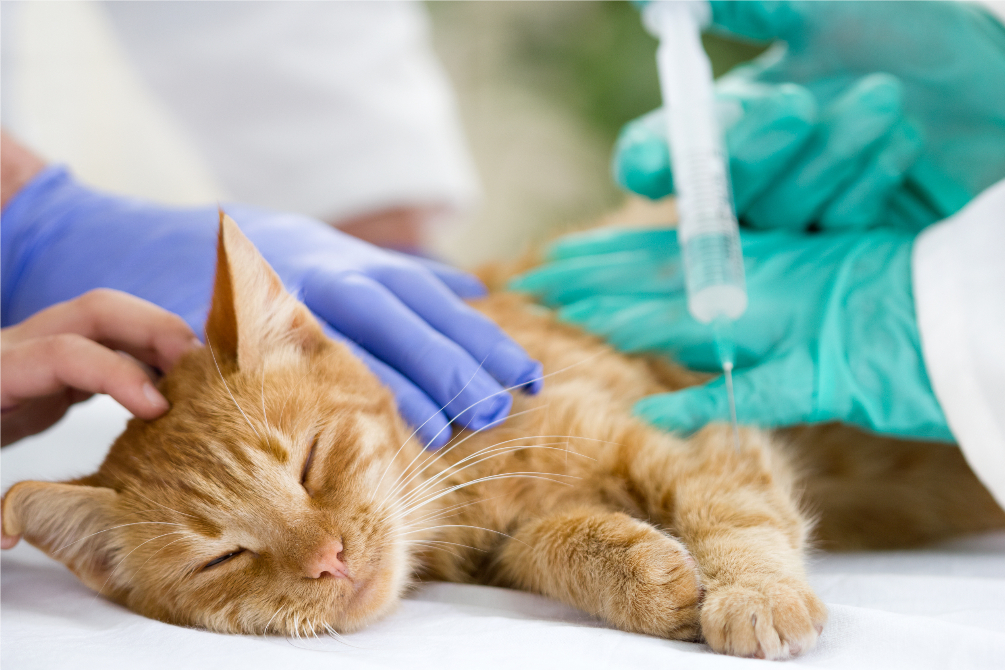a kitten gets a vaccine